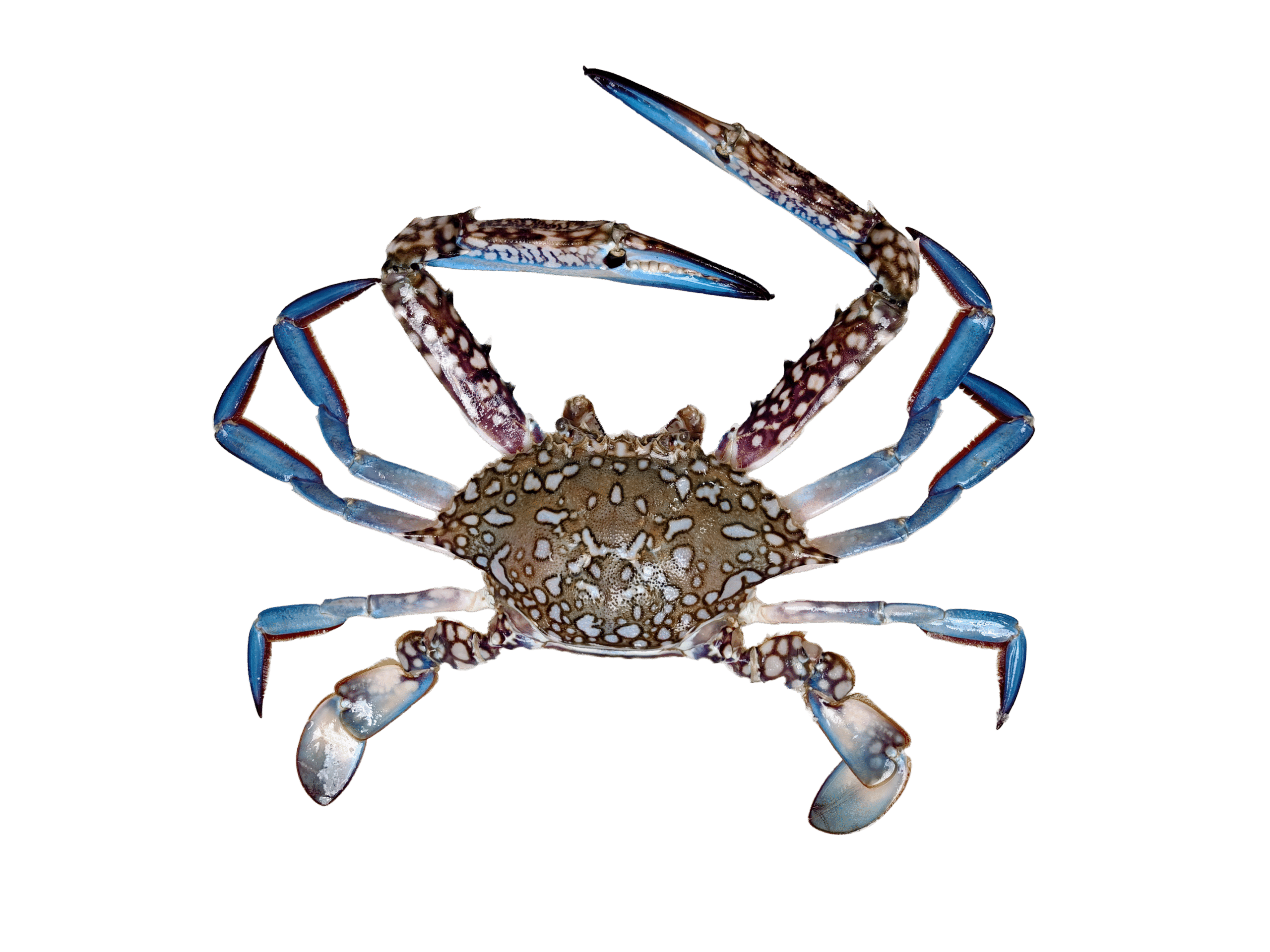 blue crab